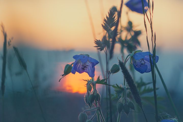 purple flowers in sunset